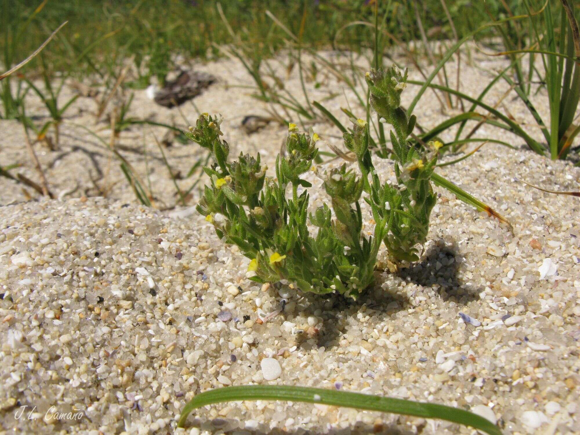 Plancia ëd Linaria arenaria DC.