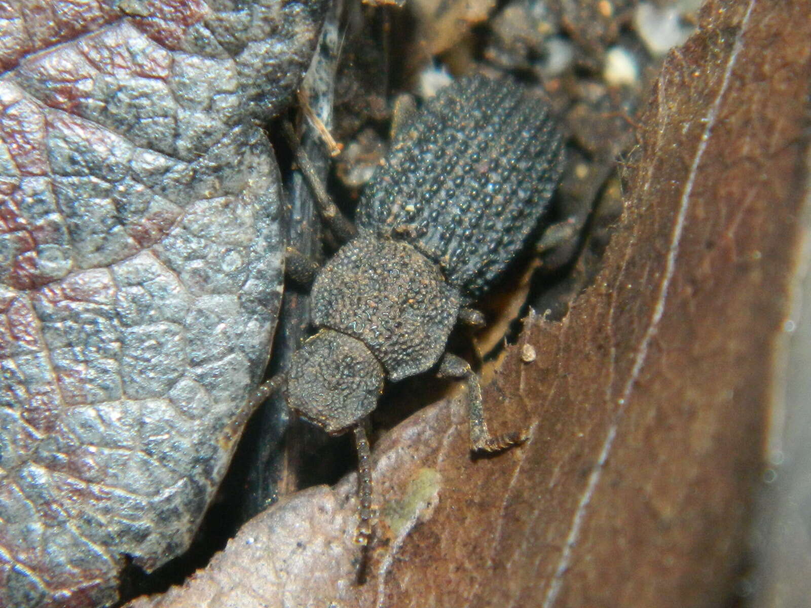 Image of Nyctoporis sponsa Casey 1907