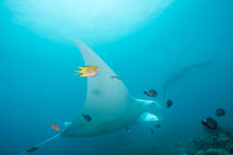 Image of Coastal Manta Ray