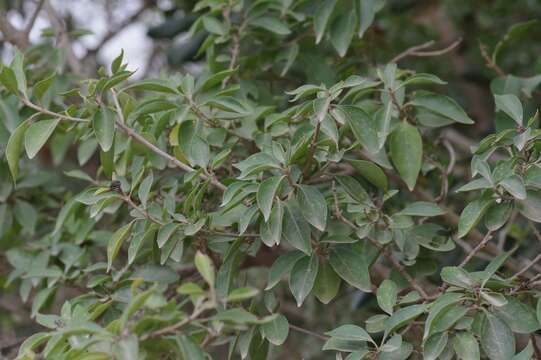 Imagem de Volkameria glabra (E. Mey.) Mabb. & Y. W. Yuan