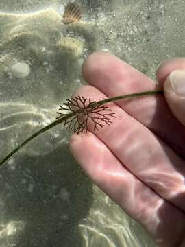 Image of Brown bryozoan