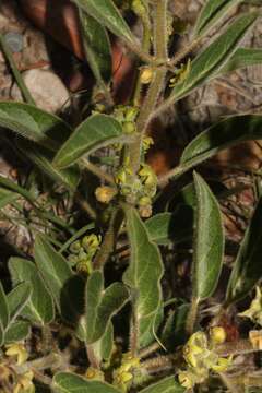 Image de Matelea boliviana G. Morillo