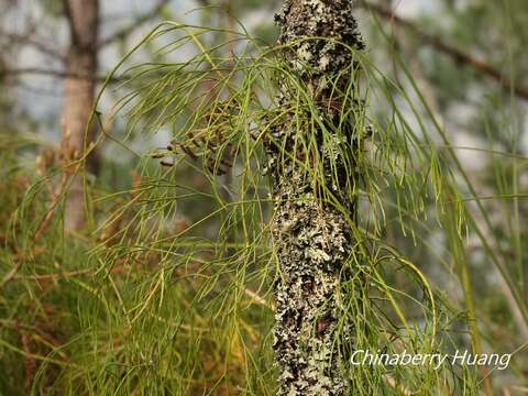 Image of Lycopodiastrum casuarinoides (Spring) Holub ex Dixit