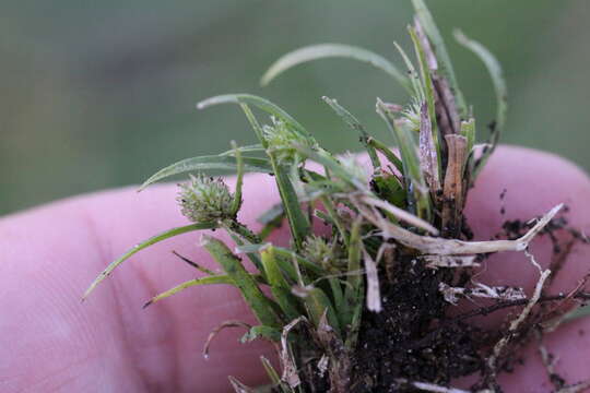 Слика од Cyperus brevifolius (Rottb.) Hassk.