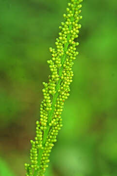 Image of Sahashia stricta (L.) Li Bing Zhang & Liang Zhang