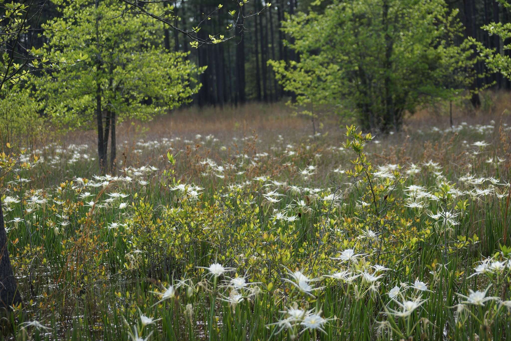 Image of spring spiderlily