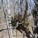 Image of Laelia aurea A. V. Navarro