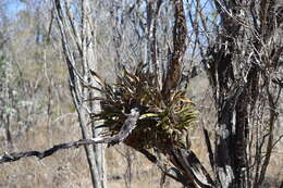 Image of Laelia aurea A. V. Navarro