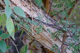 Vachellia tortuosa (L.) Seigler & Ebinger resmi