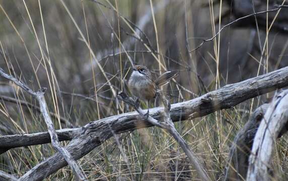 Image of Striated Grasswren