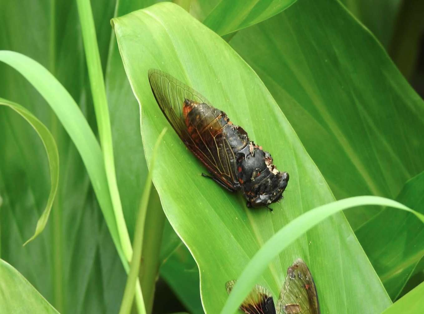 Image of Cryptotympana mandarina Distant 1891