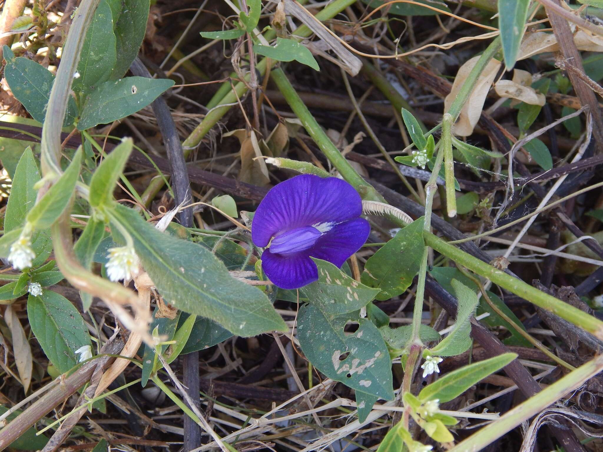 Image of Centrosema brasilianum (L.) Benth.