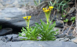 Plancia ëd Jacobaea pseudoarnica (Less.) Zuev