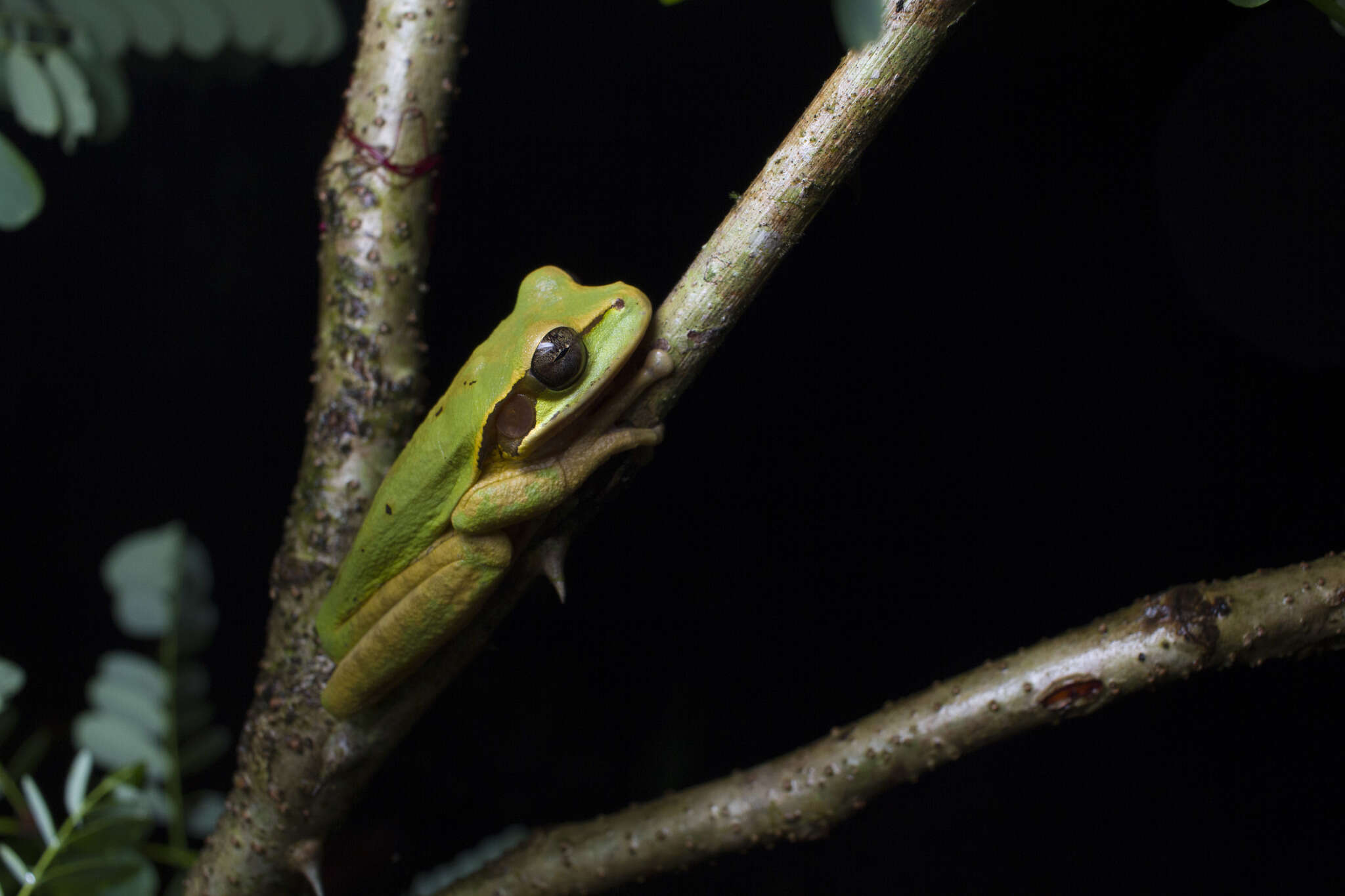 Image of Central American Smilisca