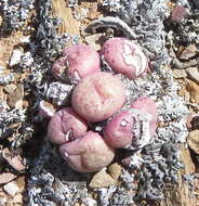 Image of Conophytum truncatum subsp. truncatum