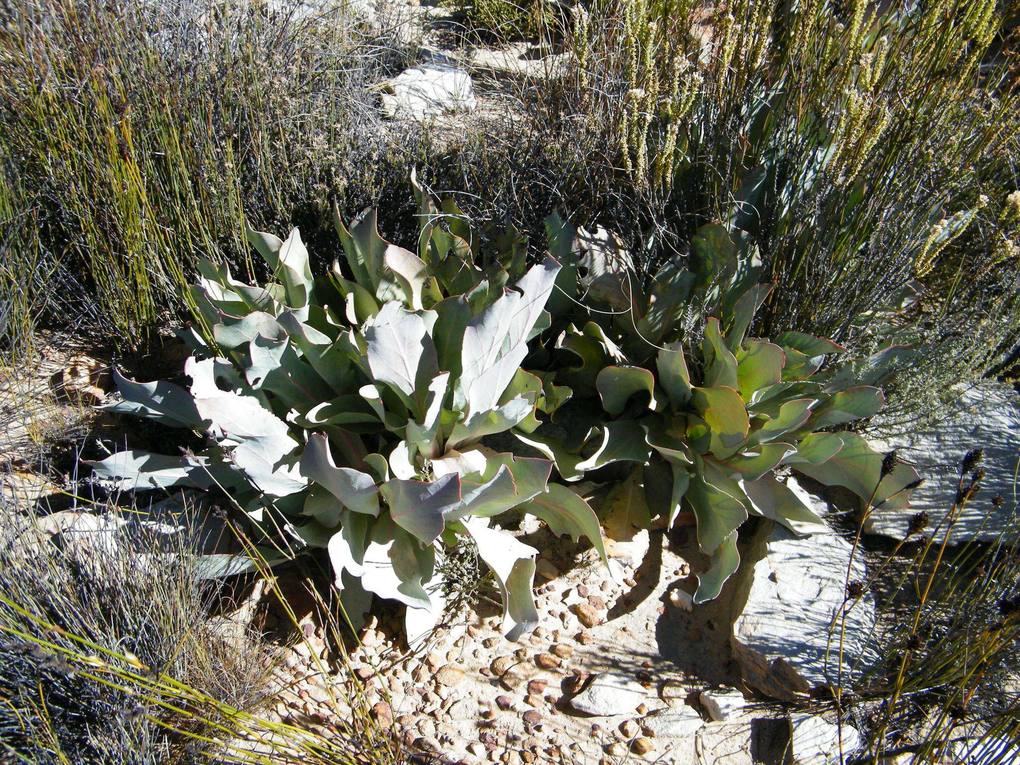 Image of Protea convexa Phillips