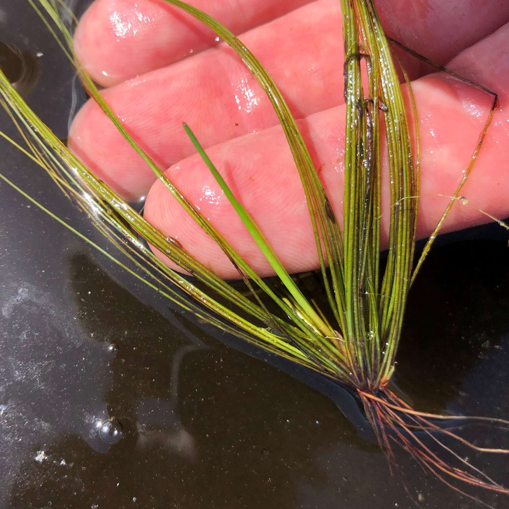 Plancia ëd Eleocharis elongata Chapm.