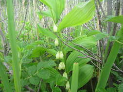 Слика од Polygonatum odoratum var. maximowiczii (F. Schmidt) Koidz.