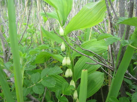 Слика од Polygonatum odoratum var. maximowiczii (F. Schmidt) Koidz.