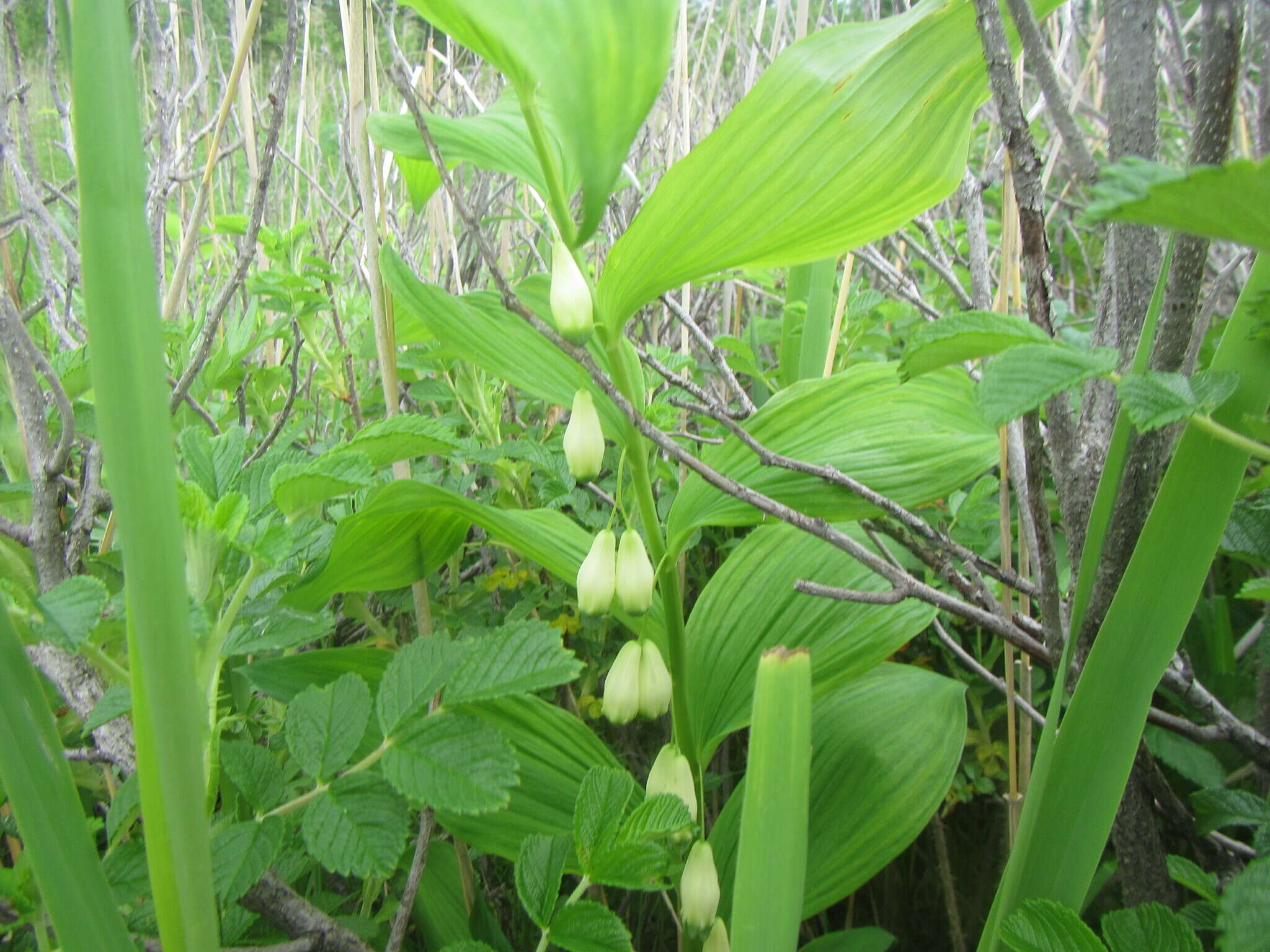 Слика од Polygonatum odoratum var. maximowiczii (F. Schmidt) Koidz.