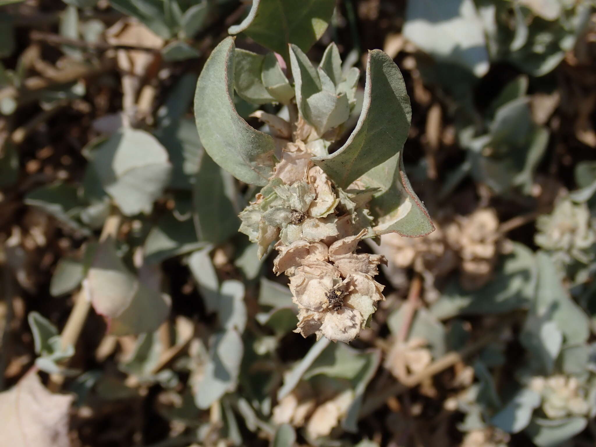 Image of Maximowicz's saltbush