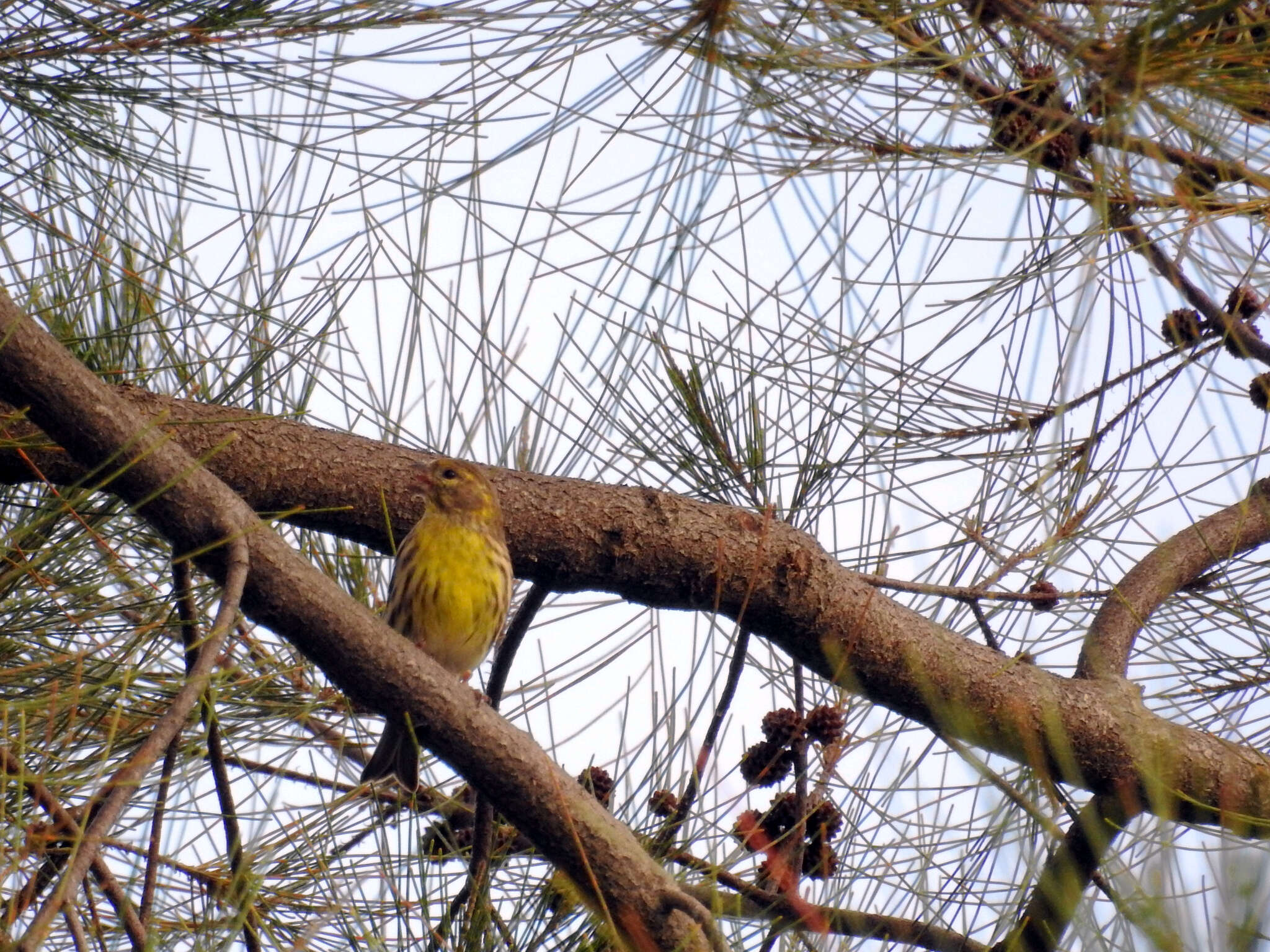 Image of serin, european serin