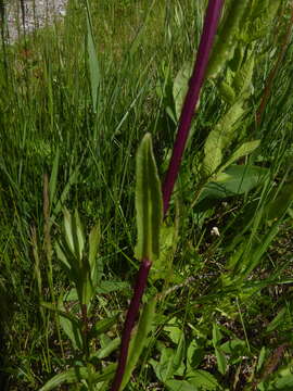 Imagem de Senecio hydrophiloides Rydb.