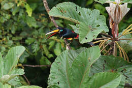 Image of Many-banded Aracari