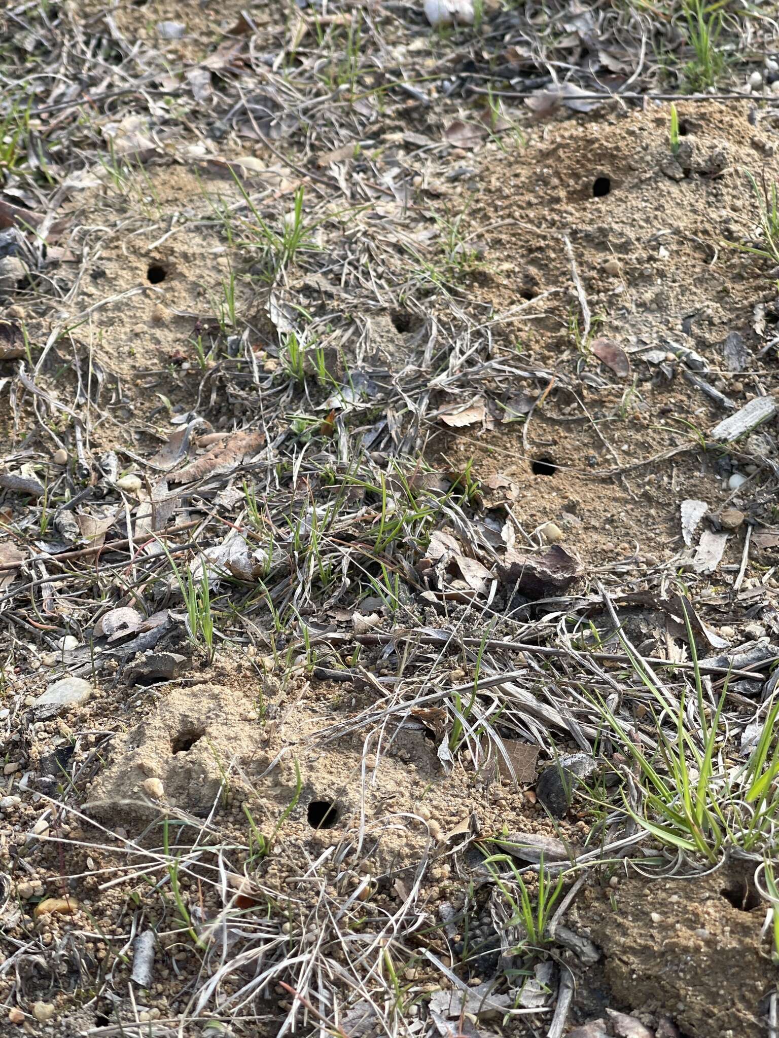 Image of Barbara's Andrena