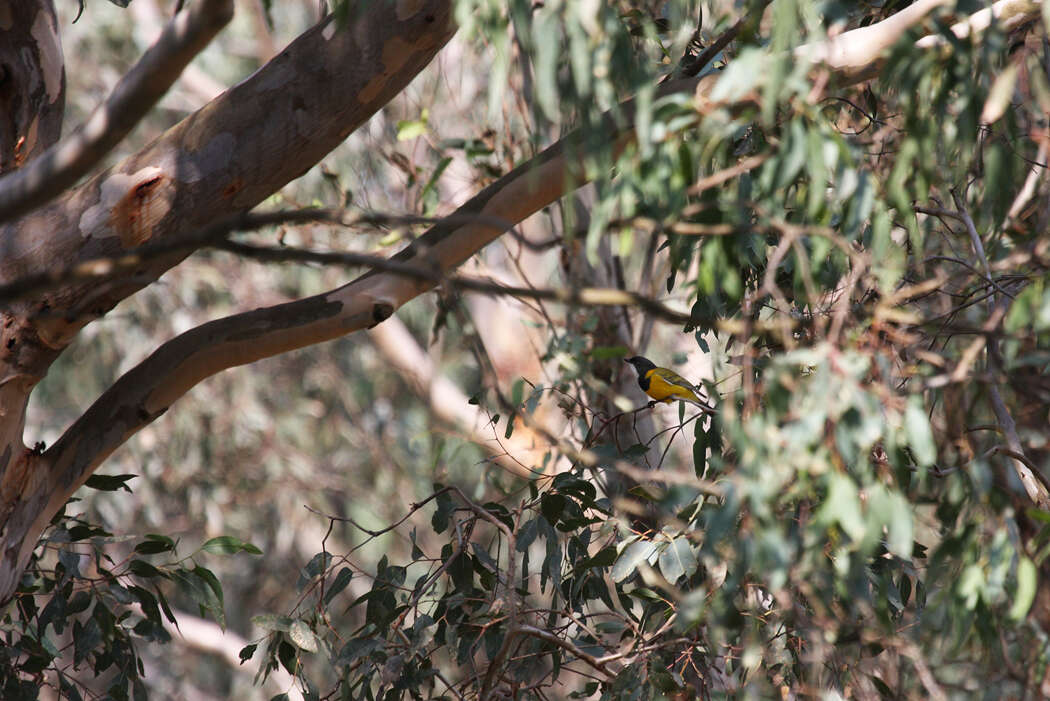 Image of Australian Golden Whistler