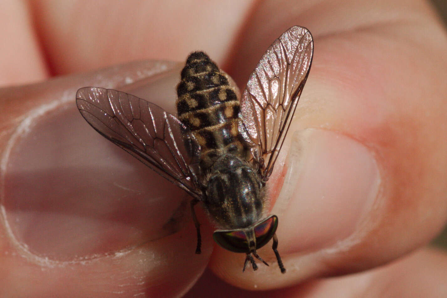 صورة Tabanus glaucopis Meigen 1820