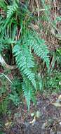 Image of Polystichum piceopaleaceum Tag.