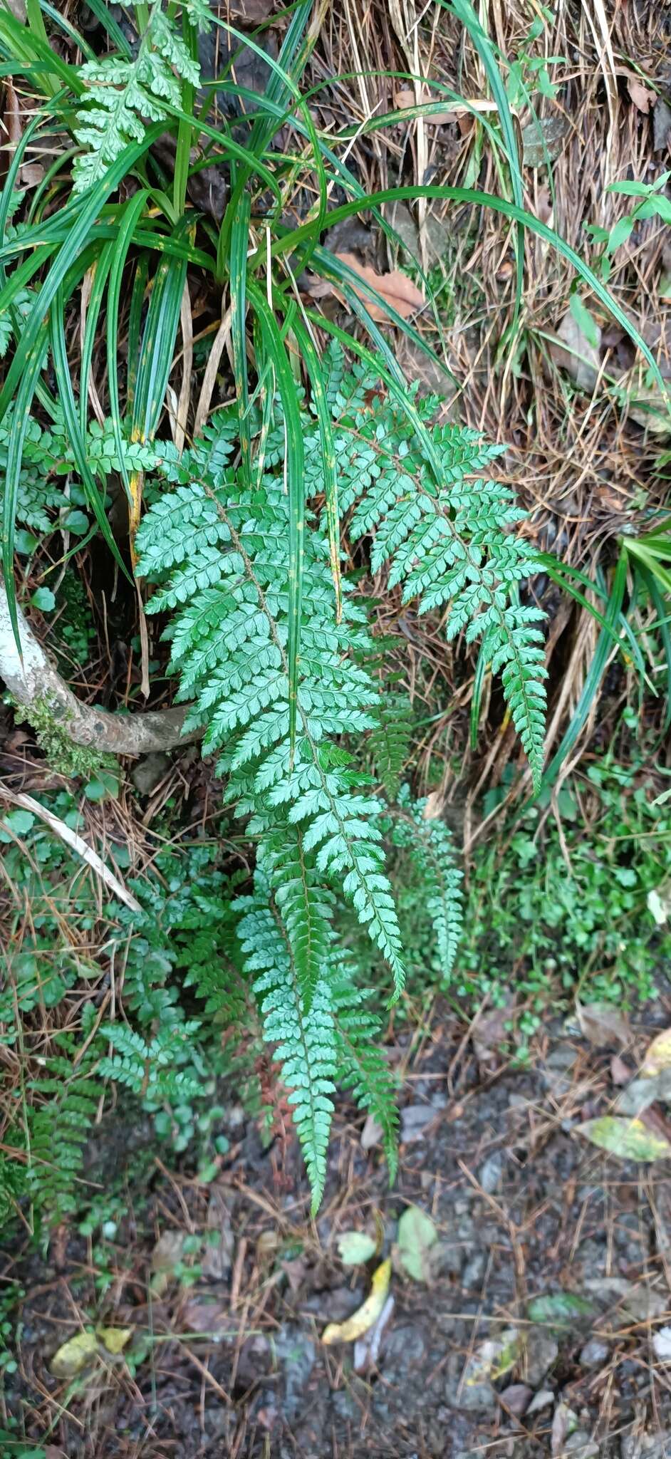 Sivun Polystichum piceopaleaceum Tag. kuva