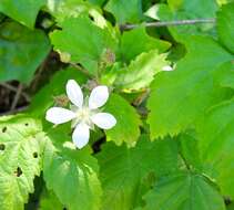 Слика од Rubus ursinus Cham. & Schltdl.