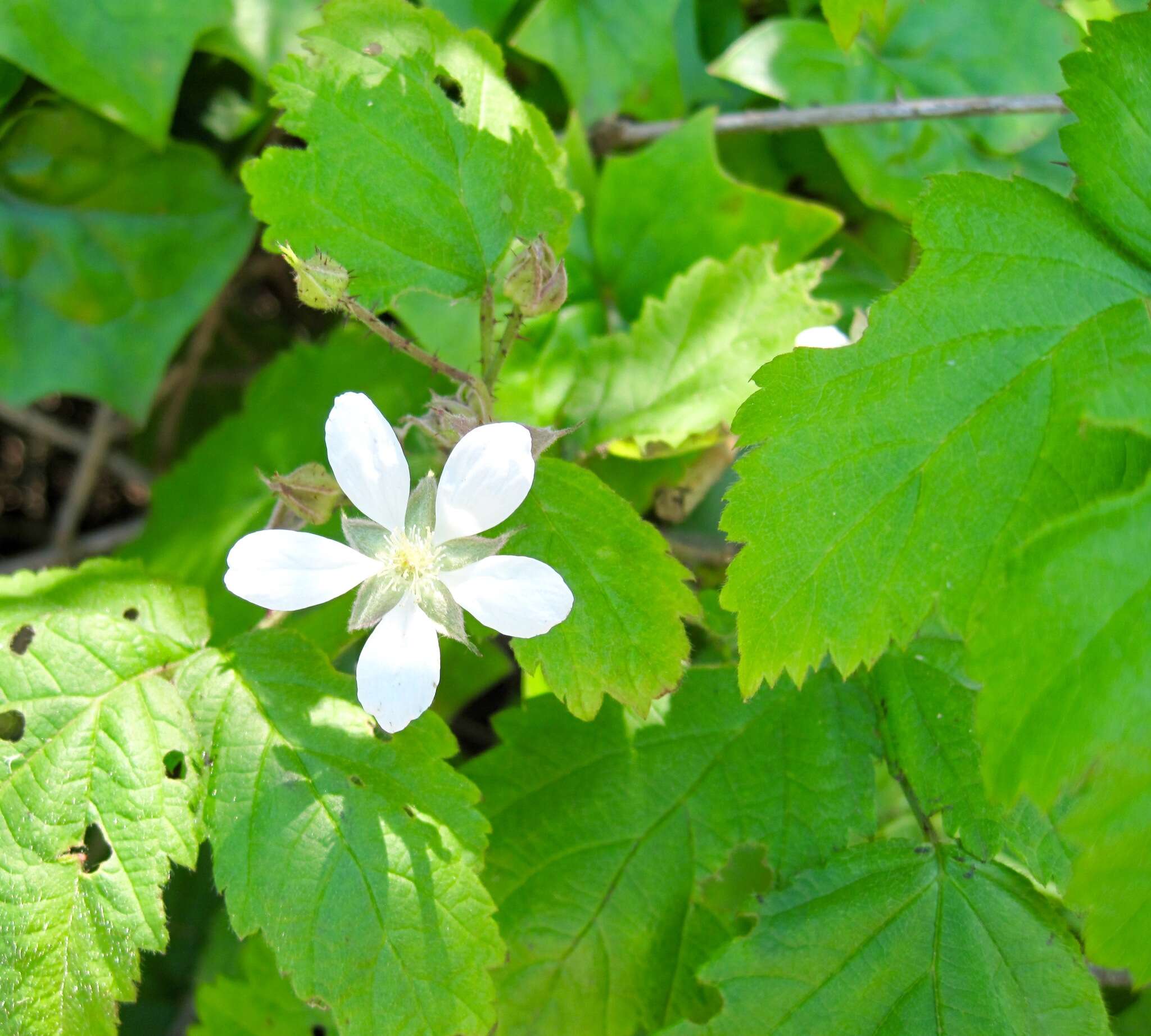 Слика од Rubus ursinus Cham. & Schltdl.