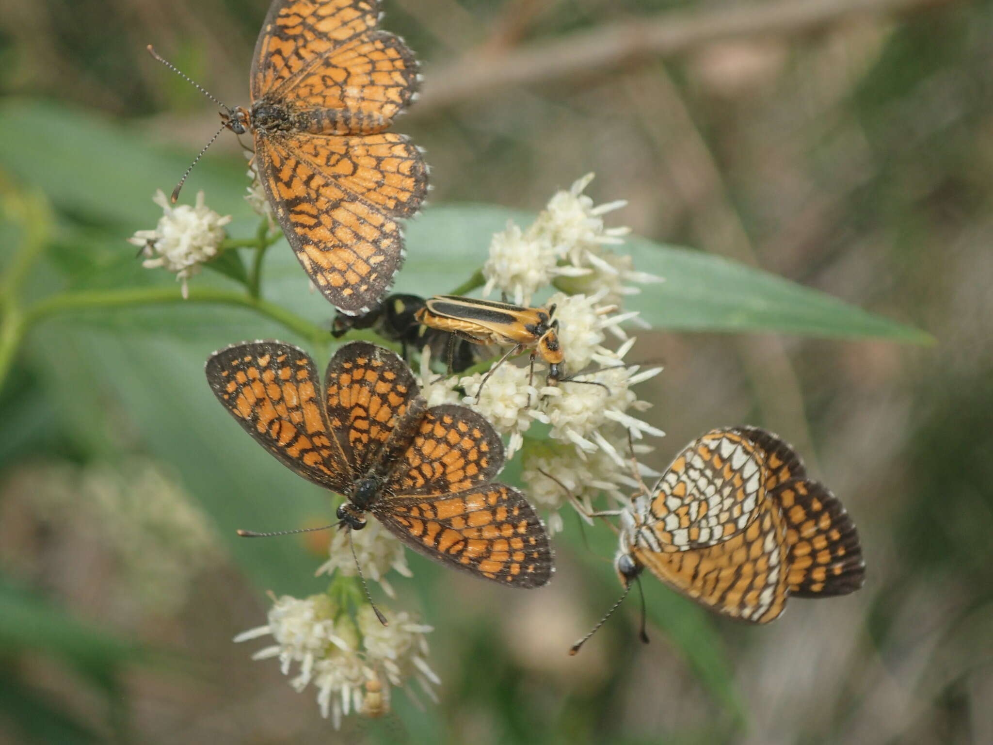 Image of Texola perse