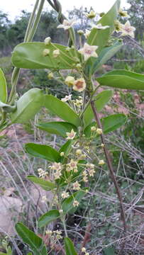 Image of <i>Vincetoxicum indicum</i>