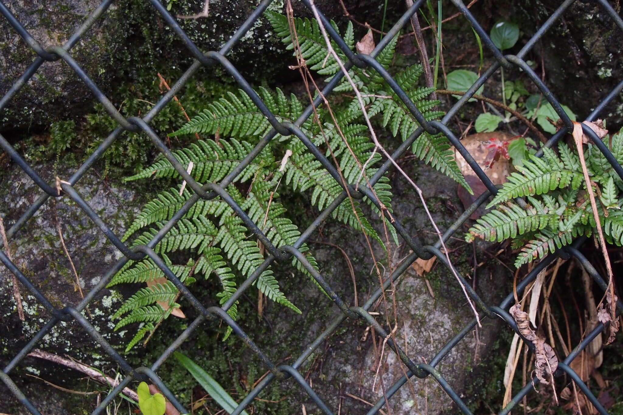 Image de Dryopteris setosa (Thunb. ex Murr.) Akasawa