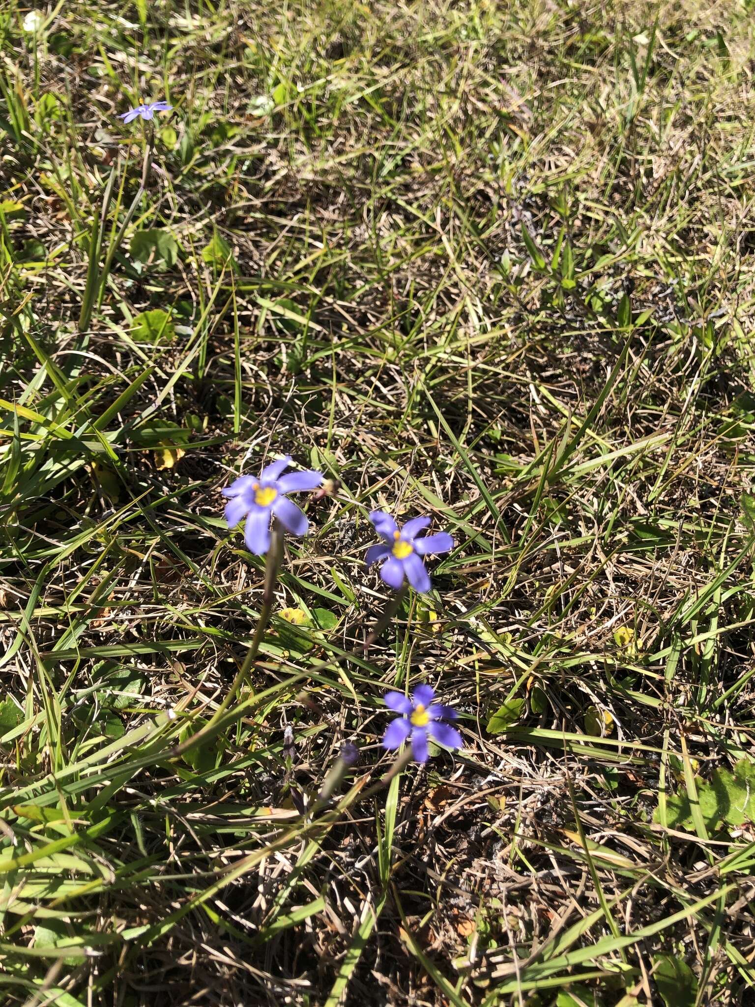 Sisyrinchium nashii E. P. Bicknell的圖片