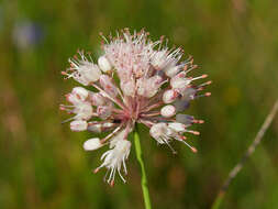 Слика од Allium suaveolens Jacq.