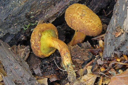 Imagem de Buchwaldoboletus lignicola (Kallenb.) Pilát 1969