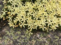 Image of Stackhousia pulvinaris F. Müll.