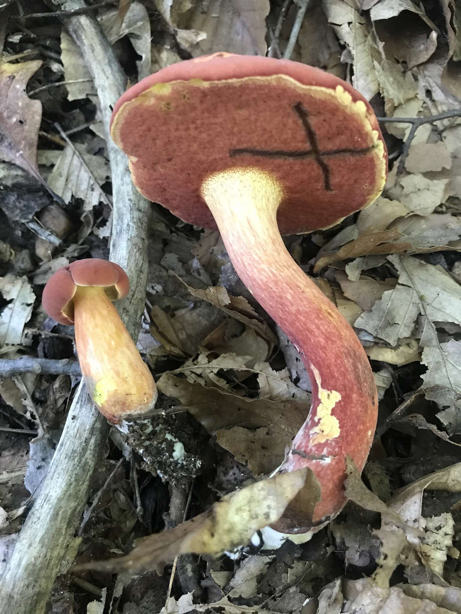 Sivun Boletus carminiporus Bessette, Both & Dunaway 1998 kuva