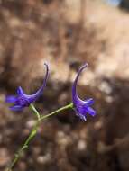 Image de Delphinium gracile DC.