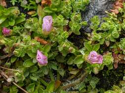 Image de Gratiola pubescens R. Br.