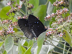 Image of Euploea sylvester harrisii Felder, C., Felder & R. 1865