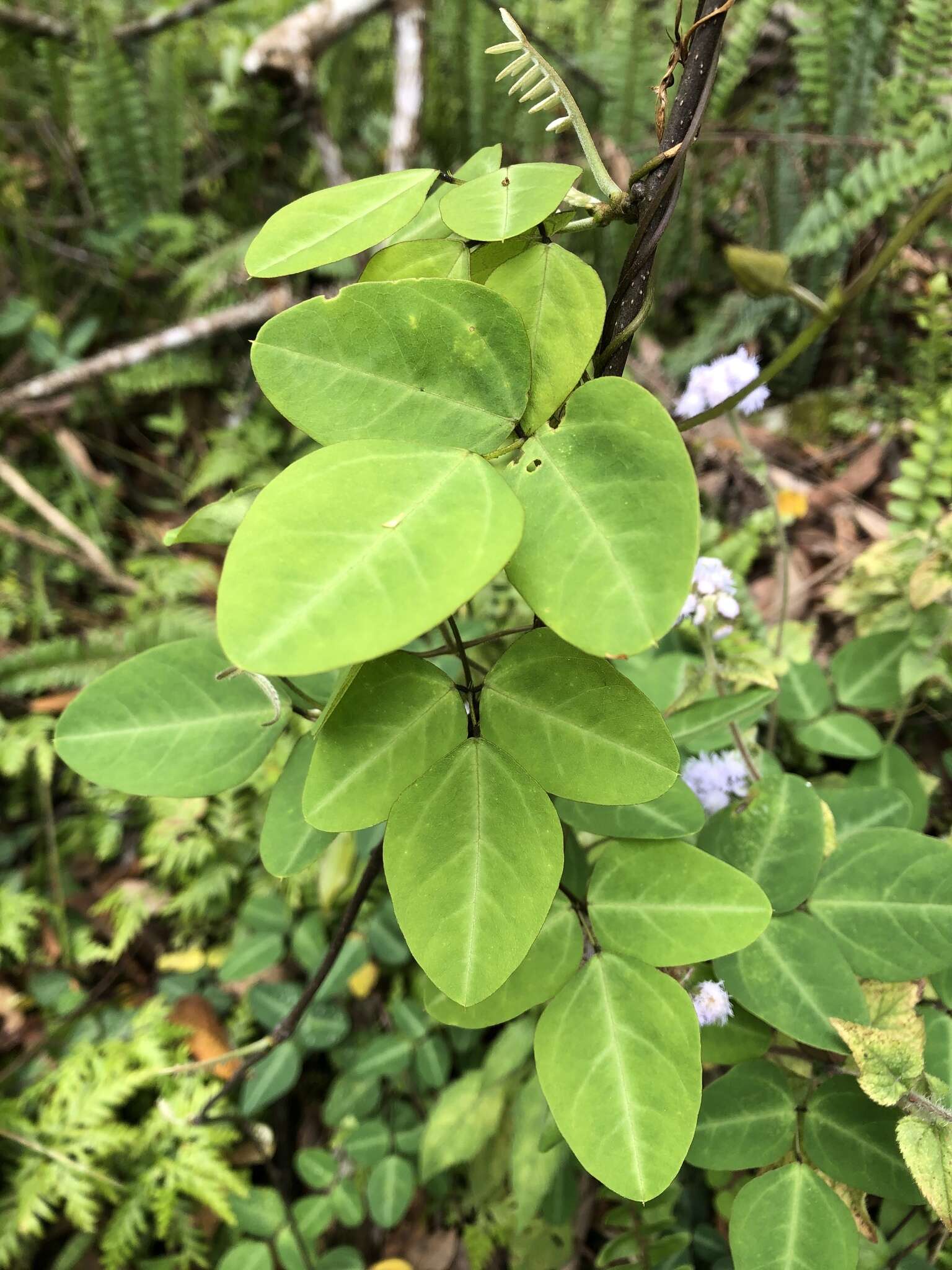 Image of <i>Dumasia villosa</i> subsp. <i>bicolor</i> DC.