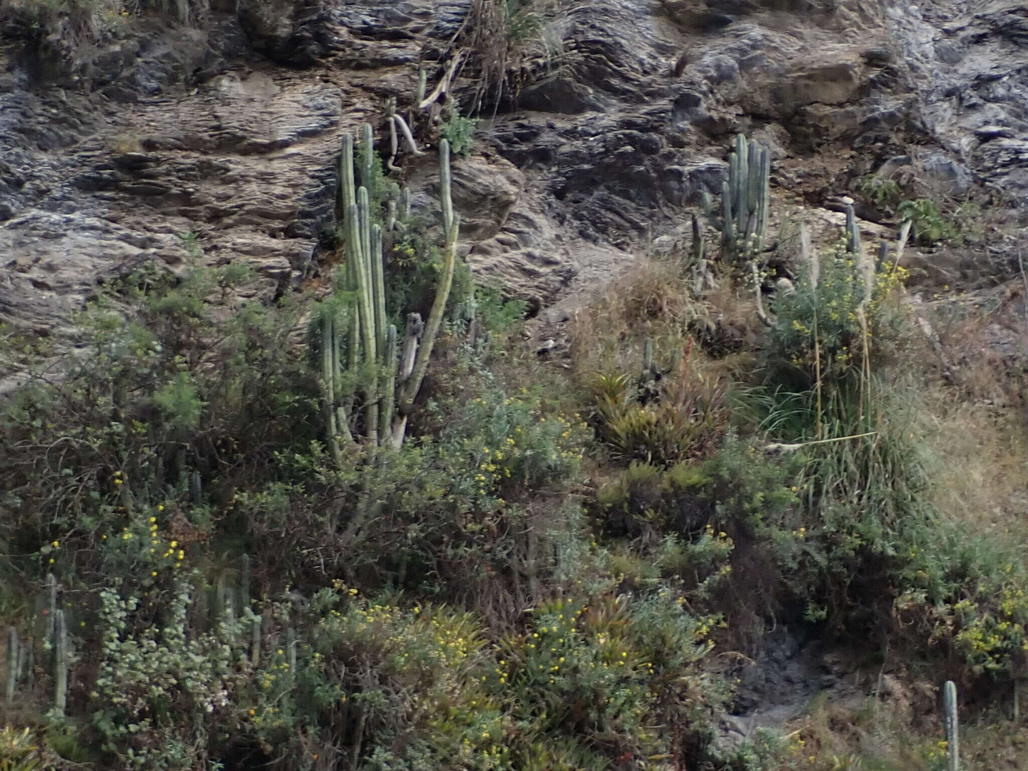 Image de Trichocereus macrogonus var. peruvianus