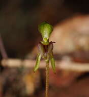Image of Beech orchid