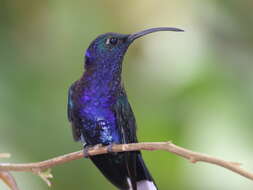 Image of Violet Sabrewing